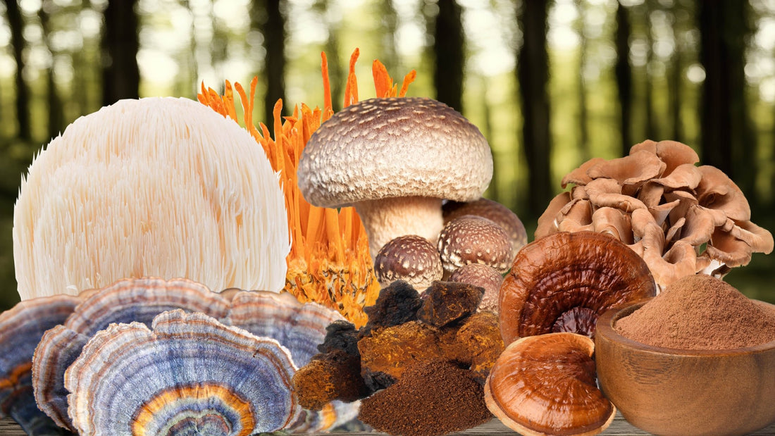 The Rise of Mushrooms: Nature's Next-Generation Superfood - Ecogenya