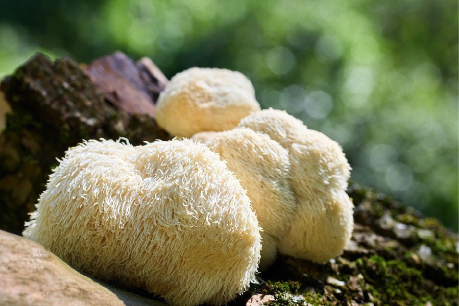 Top 10 Proven Lion's Mane Mushroom Benefits for Brain & Body Health - Ecogenya