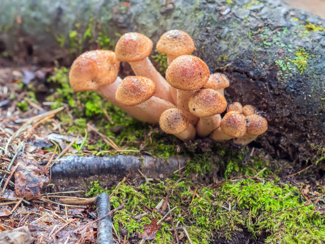 Top 7 Medicinal Mushrooms You Should Know About - Ecogenya