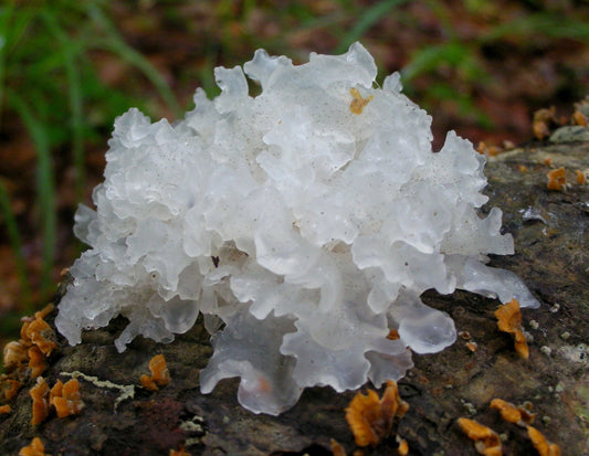 Ecogenya blog: Tremella, the ultimate guide to the beauty mushroom