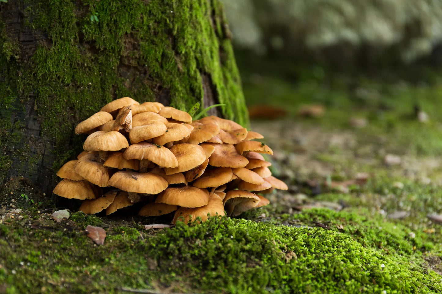 Mélange Gourmet Super 7 Champignons – Poudre d'Extrait de Champignons Biologique