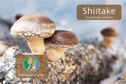 Gourmet Shiitake Mushroom Powder – Organic Shiitake Extract
