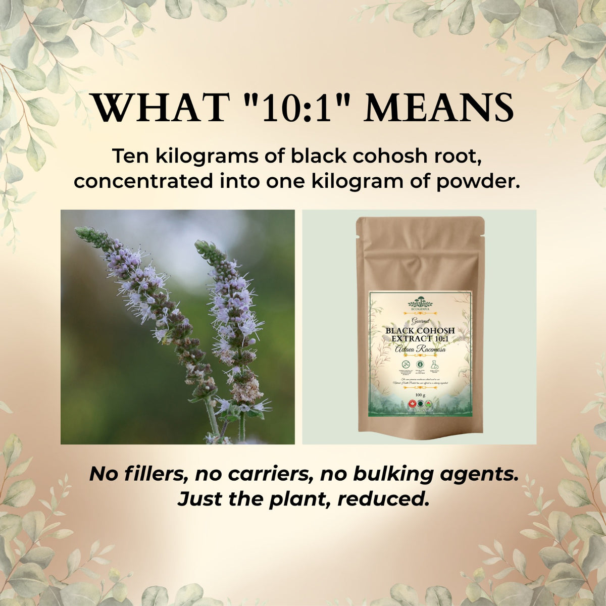 Black Cohosh Extract 10:1 concentration explained with black cohosh plant and Ecogenya pouch