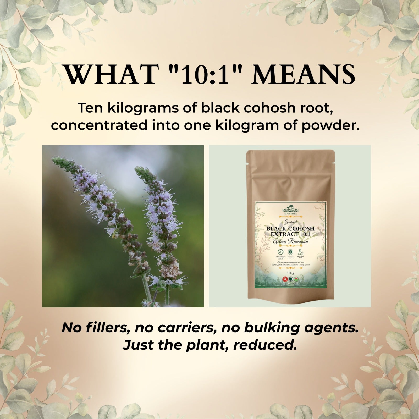 Black Cohosh Extract 10:1 concentration explained with black cohosh plant and Ecogenya pouch
