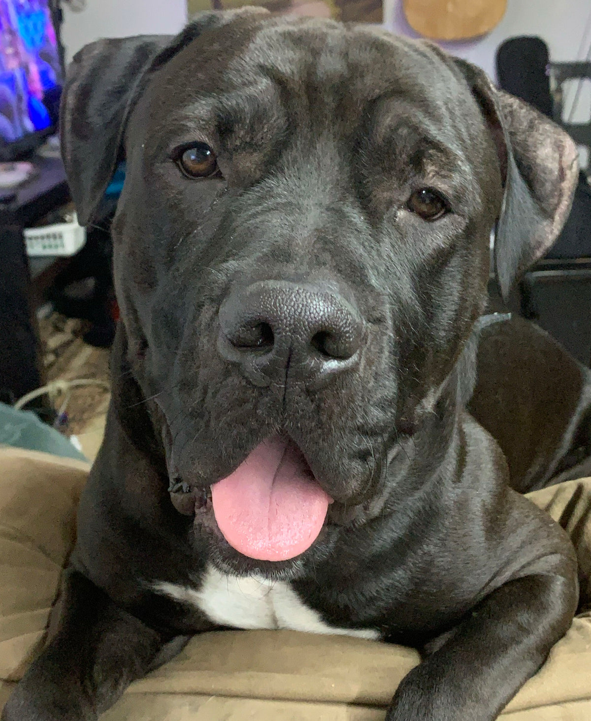 Blue, Cane Corso