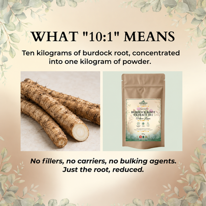 Burdock Root Extract 10:1 – Earthy, Whole-Root, Kitchen-Ready