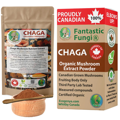 Chaga (Inonotus obliquus) biologique en poudre d'extrait de champignon / Extrait de Chaga (Inonotus obliquus) biologique en poudre 