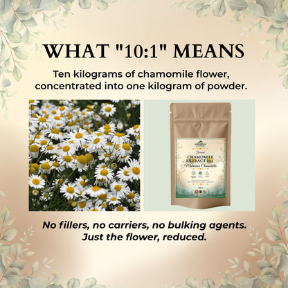 Chamomile Extract 10:1 – Floral, Whole-Flower, Kitchen-Ready