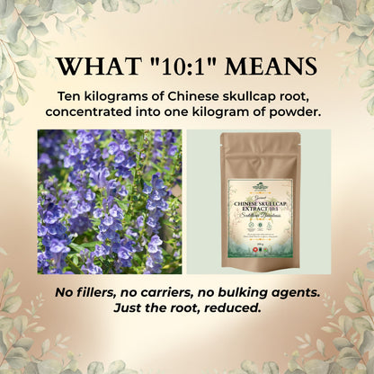 Chinese Skullcap Extract 10:1 – Earthy, Whole-Root, Kitchen-Ready