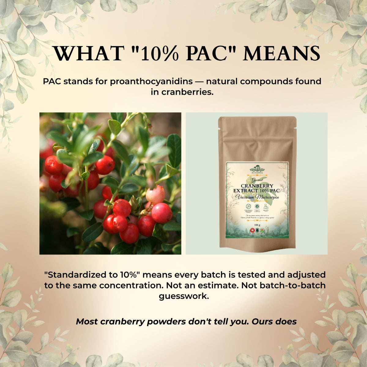 Cranberry Extract 10% PAC – Standardized, Kitchen-Ready