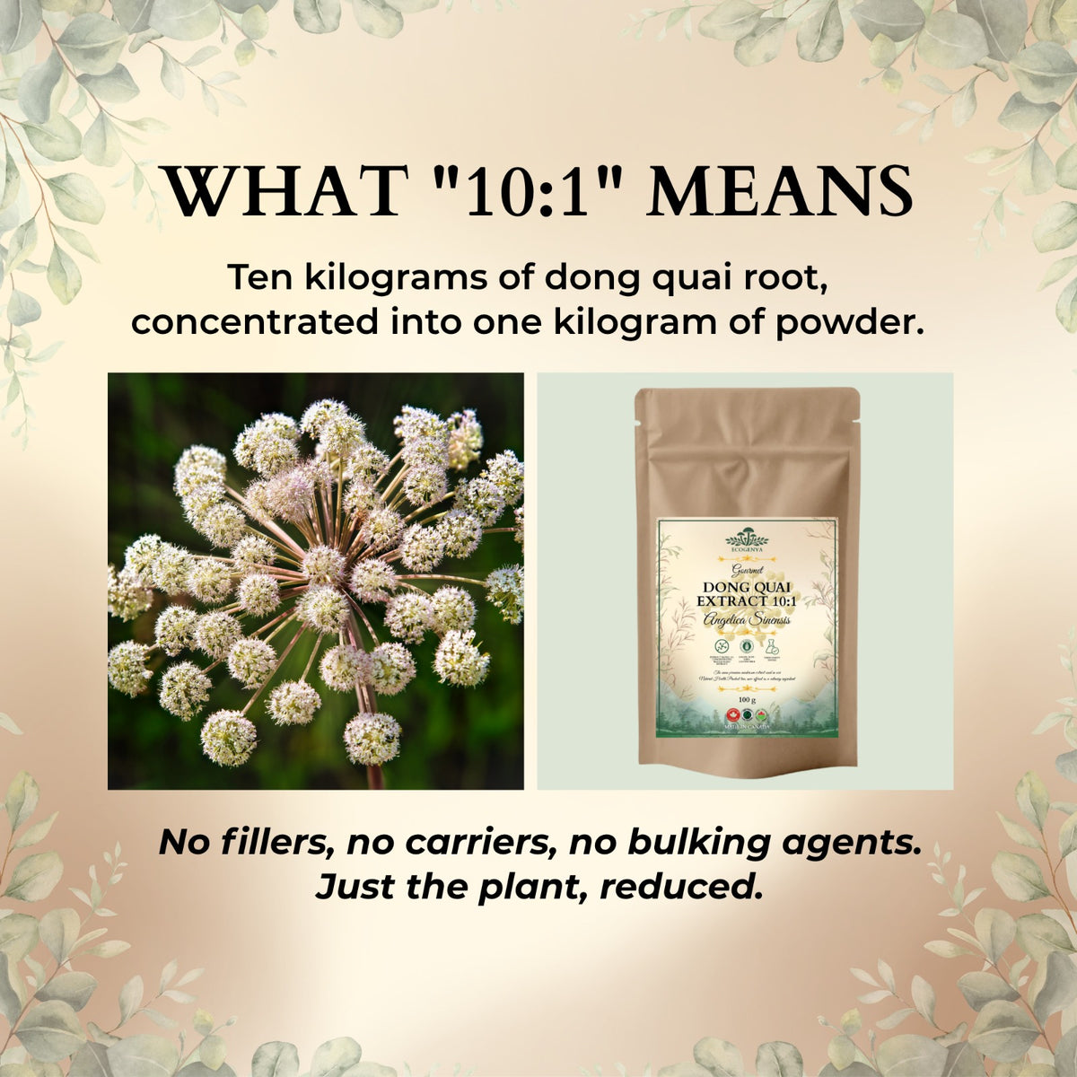 Ecogenya Dong Quai Extract 10:1 available in 36 g, 100 g, 250 g, 500 g and 1000 g pouches