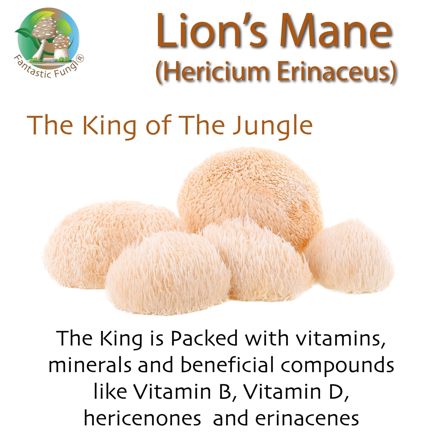 Ecogenya Continental Lion's Mane (hericium erinaceus) Mushroom Extract Powder - | Highly Concentrated - Ecogenya