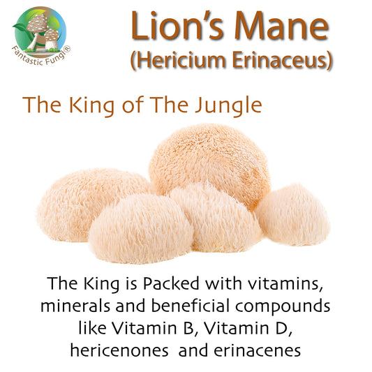 Ecogenya Continental Lion's Mane Extract Powder — product photo, packaged in Canada