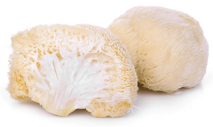 Gourmet Lion’s Mane Mushroom Powder – Organic Lion’s Mane Extract