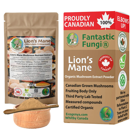 Organic Lion’s Mane (Hericium Erinaceus) Mushroom extract powder / Extrait d’hydne hérisson (Hericium Erinaceus) biologique en poudre