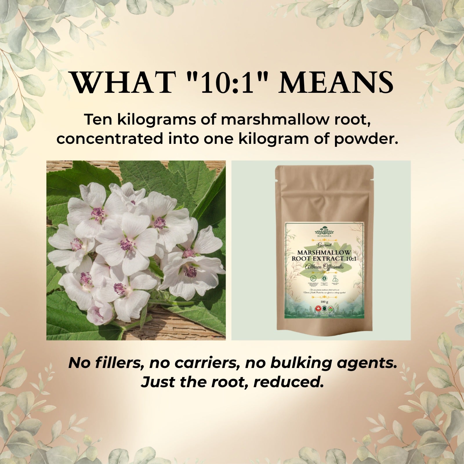 Infographic explaining the concentrated 10:1 ratio of Ecogenya Marshmallow Root Extract
