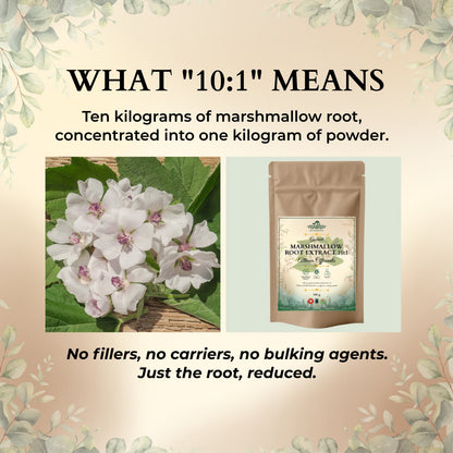 Infographic explaining the concentrated 10:1 ratio of Ecogenya Marshmallow Root Extract