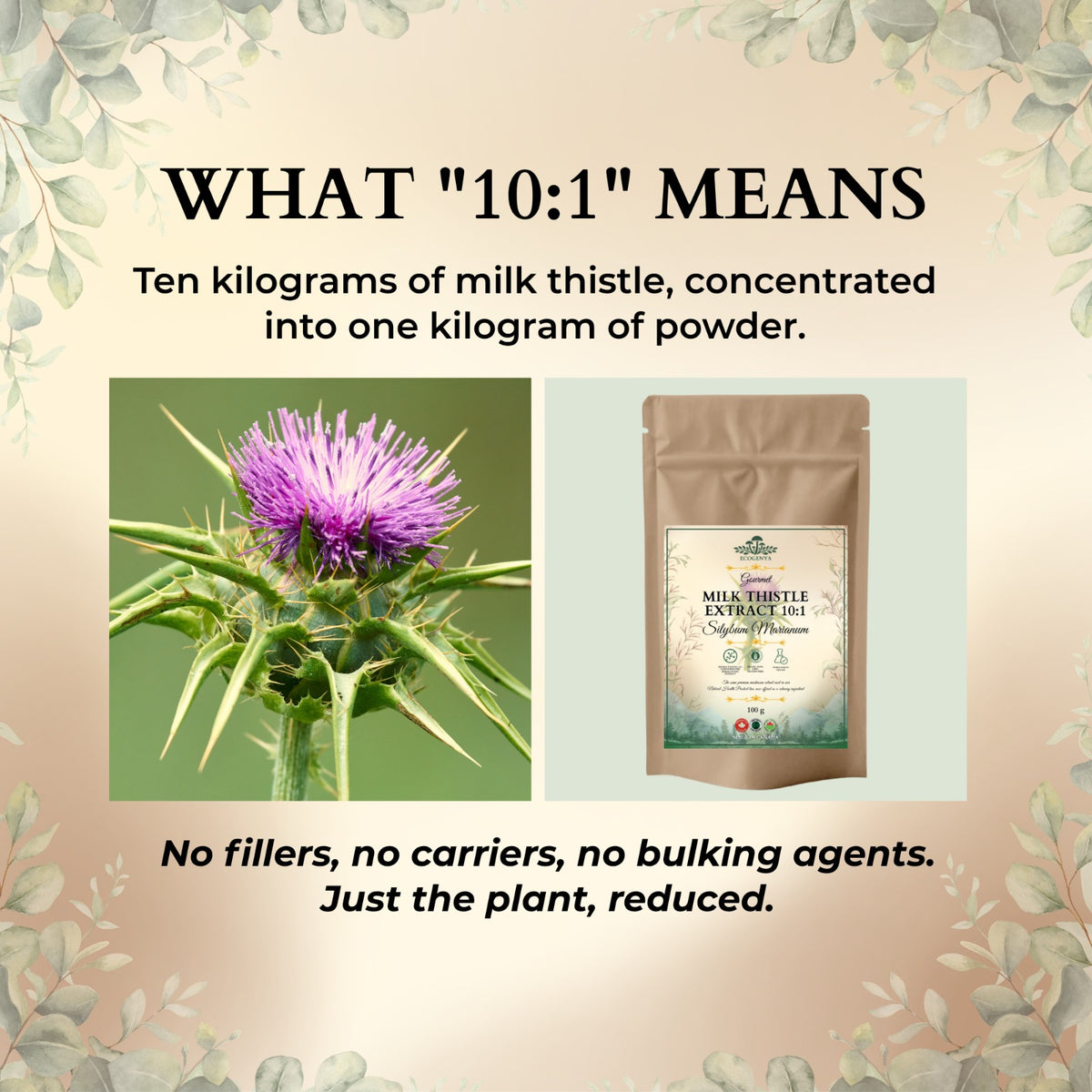 Milk Thistle Extract 10:1 concentration explained with milk thistle flower and Ecogenya pouch