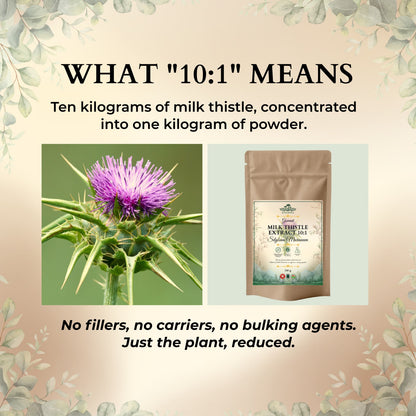 Milk Thistle Extract 10:1 concentration explained with milk thistle flower and Ecogenya pouch