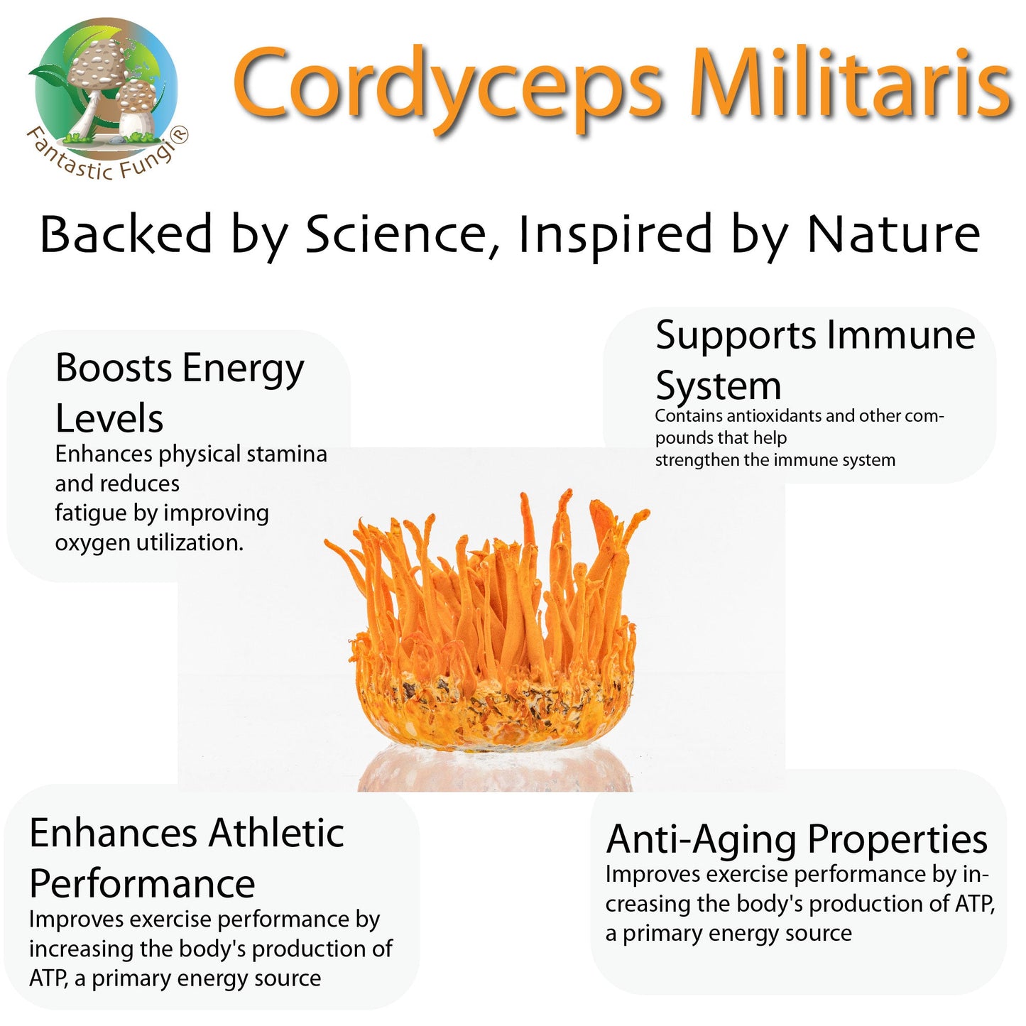 Organic Cordyceps Militaris Mushroom extract powder / Extrait de Cordyceps Militaris biologique en poudre – Halal, Kosher, Vegan, Non-GMO - Ecogenya