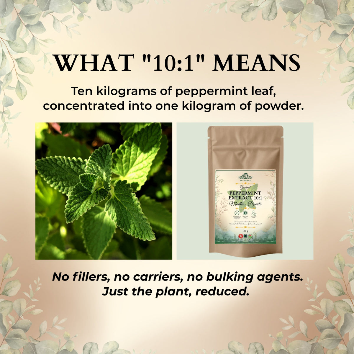 Peppermint Extract 10:1 concentration explained with peppermint leaf and Ecogenya pouch