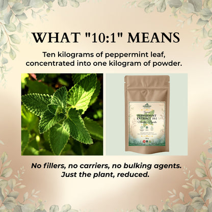 Peppermint Extract 10:1 concentration explained with peppermint leaf and Ecogenya pouch