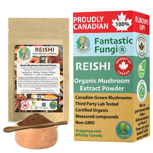 Reishi orgánico (Ganoderma lucidum) Extracto de hongo en polvo / Extrait de Reishi (Ganoderma lucidum) biologique en poudre 