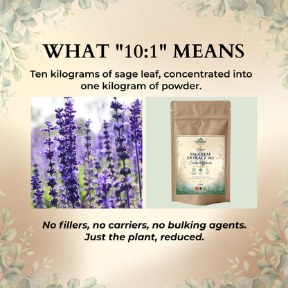 Sage Leaf Extract 10:1 concentration explained beside an Ecogenya pouch and flowering sage