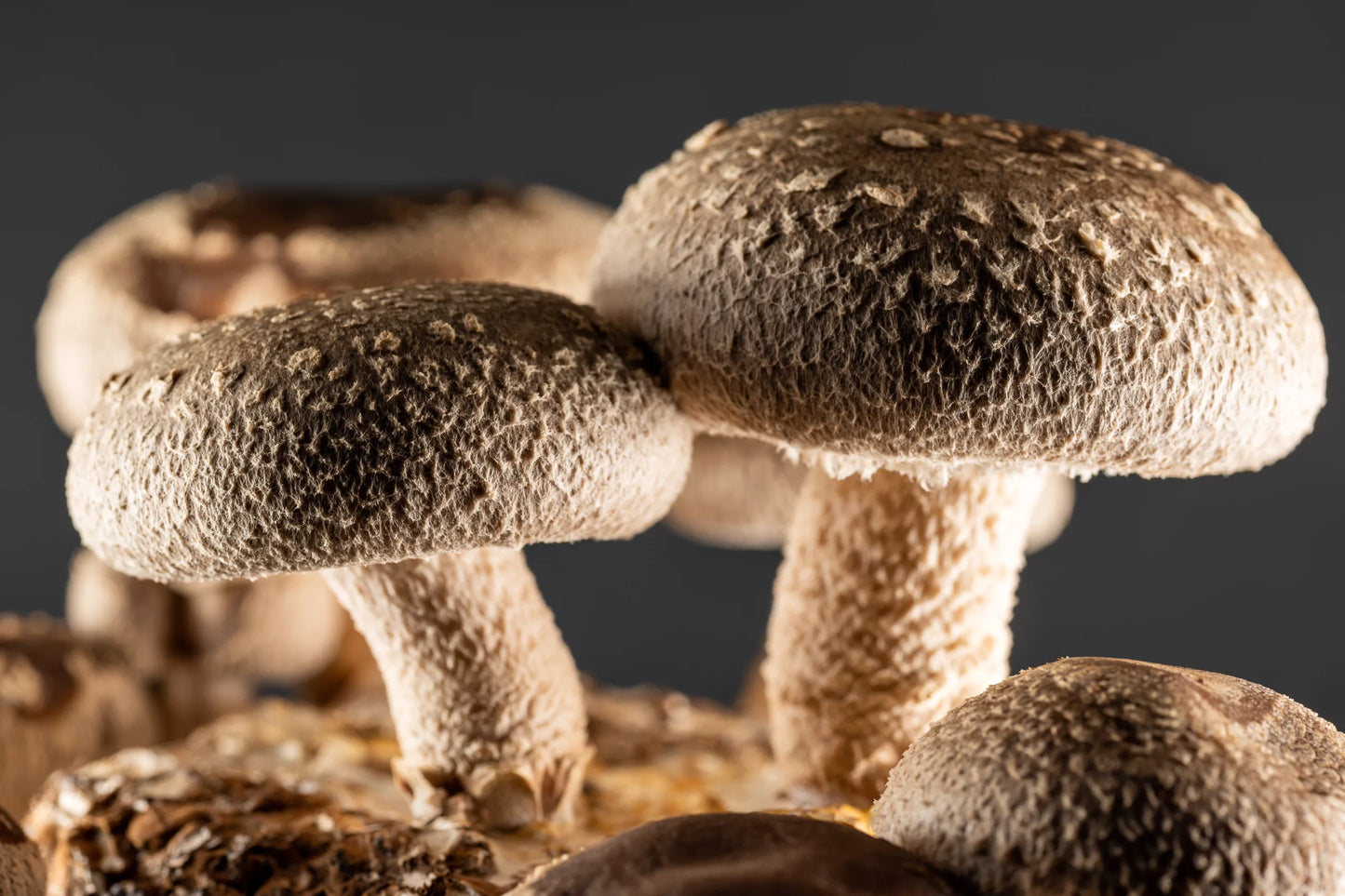 Gourmet Shiitake Mushroom Powder – Organic Shiitake Extract