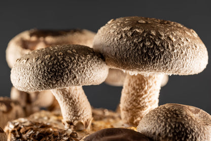 Gourmet Shiitake Mushroom Powder – Organic Shiitake Extract
