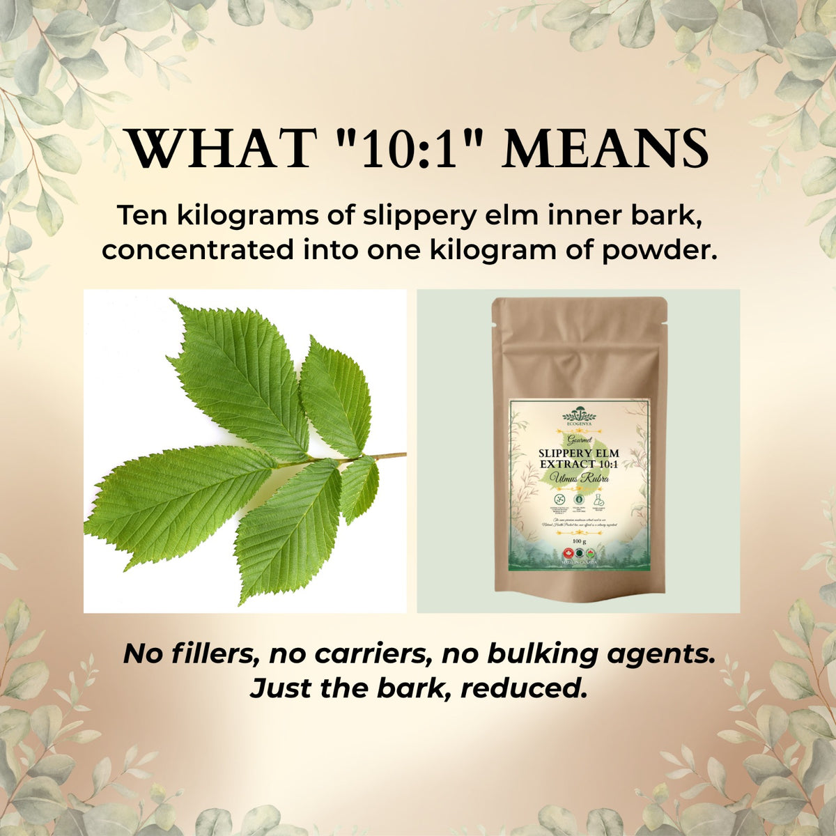 Slippery Elm Extract 10:1 concentration explained with slippery elm leaf and Ecogenya pouch