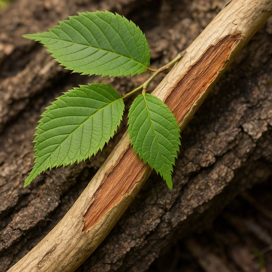 Slippery Elm Extract 10:1 — Soothing Digestive & Throat Support