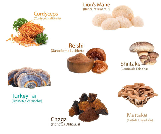 Ecogenya Super 7 Mushroom Tincture — product photo, packaged in Canada