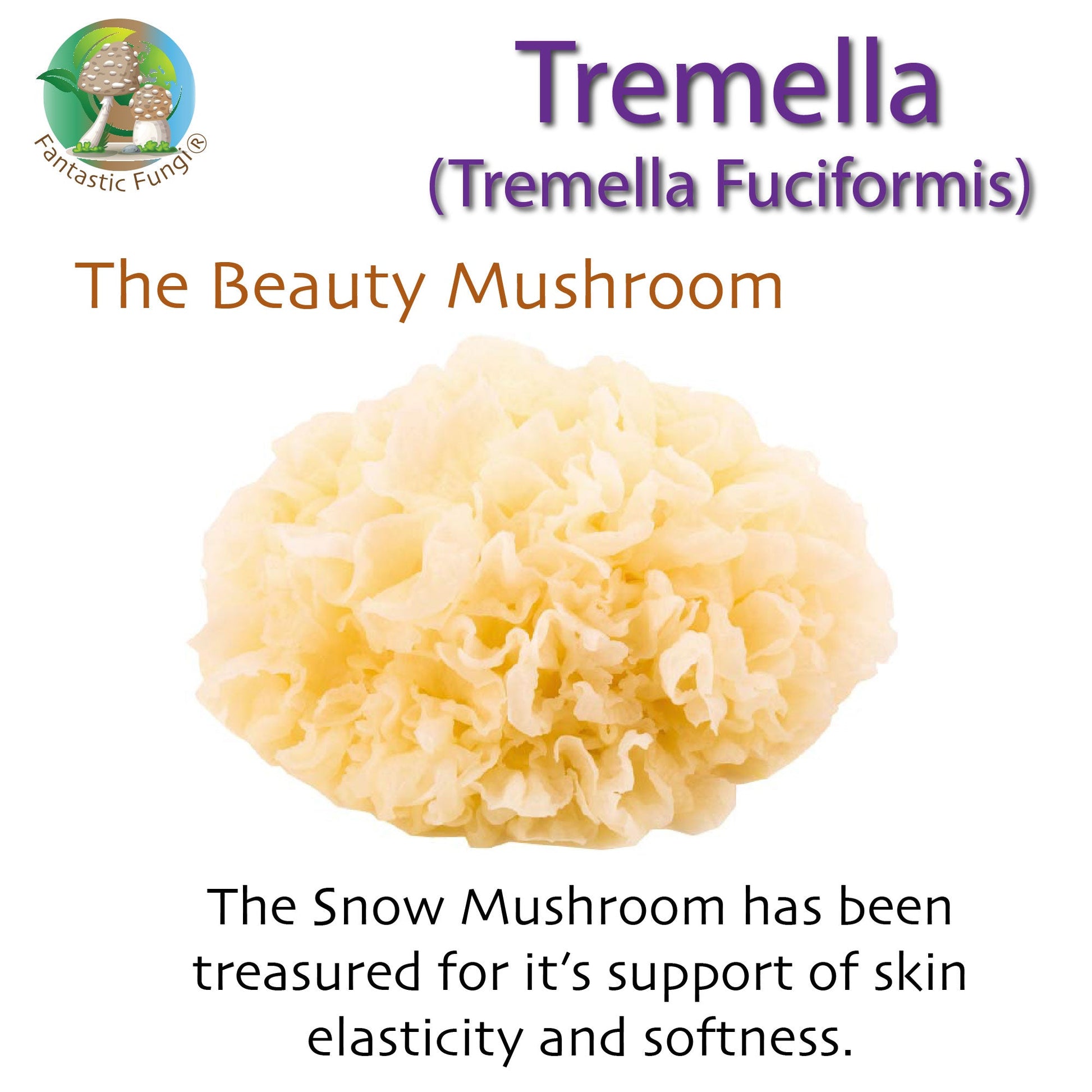 Tremella Mushroom Extract – Organic Tremella Fuciformis Mushroom Nutrient Extract Powder with >35% beta glucans - Ecogenya