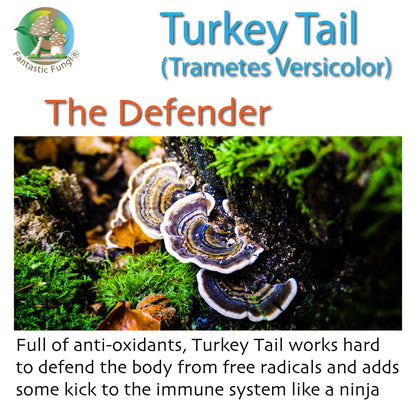 Turkey Tail (Trametes Versicolor) Mushroom Extract – Organic, Vegan, Non-GMO, Halal, Kosher - Ecogenya