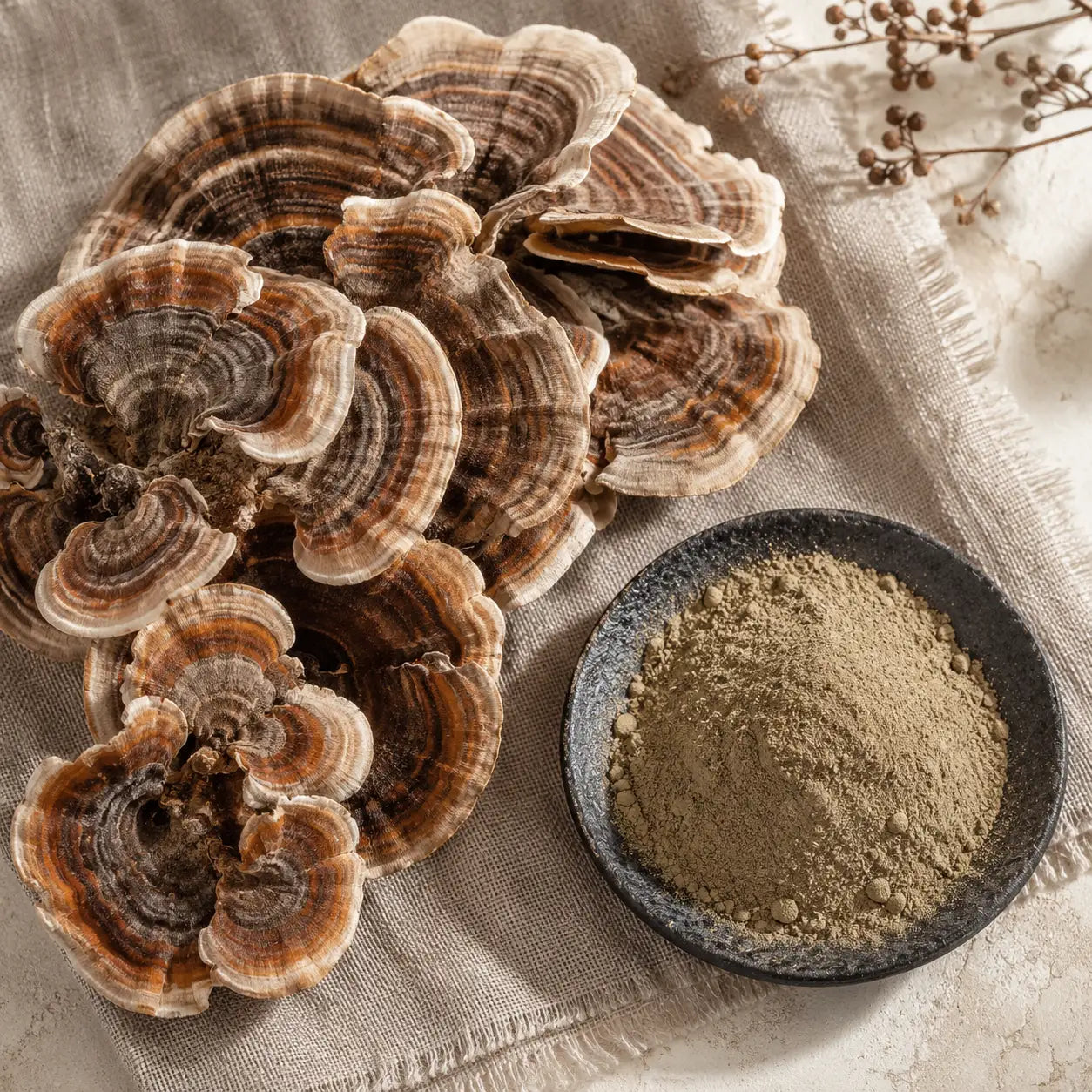 Ecogenya Turkey Tail Extract for Pets, ingredient hero shot — packaged in Canada