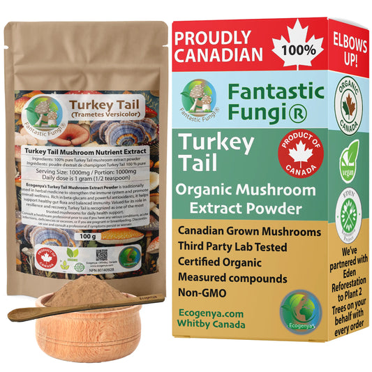 Extracto de hongo cola de pavo (Trametes versicolor): orgánico, vegano, sin OGM, halal, kosher